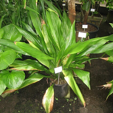 Tupistra squalida unspecified picture