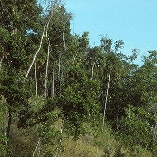 Saribus woodfordii unspecified picture