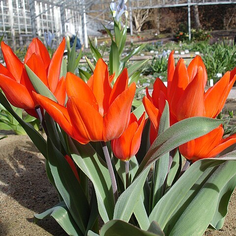 Tulipa praestans unspecified picture