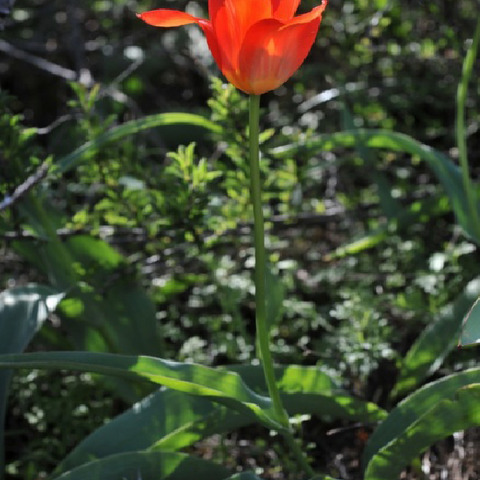 Tulipa ivasczenkoae unspecified picture