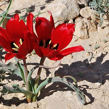 Tulipa systola unspecified picture