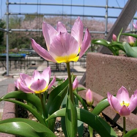 Tulipa saxatilis unspecified picture