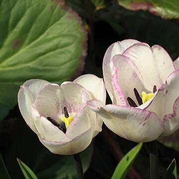 Tulipa butkovii unspecified picture