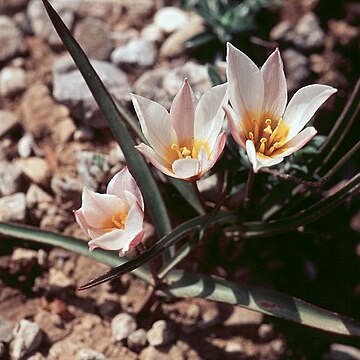 Tulipa cretica unspecified picture