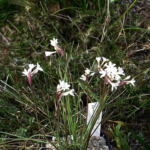 Tulbaghia cominsii unspecified picture