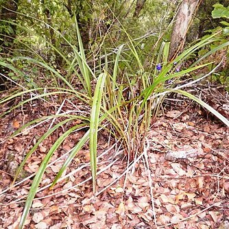 Dianella nigra unspecified picture