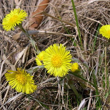 Tussilago unspecified picture