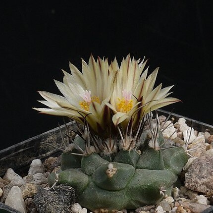 Turbinicarpus swobodae unspecified picture