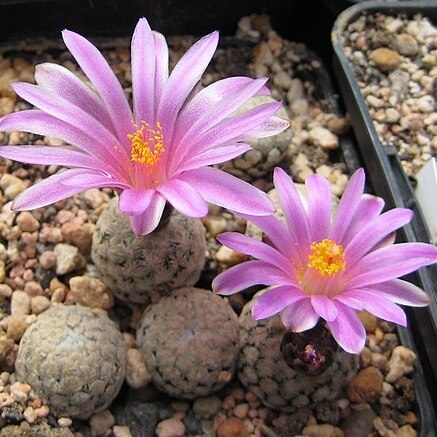 Turbinicarpus valdezianus unspecified picture