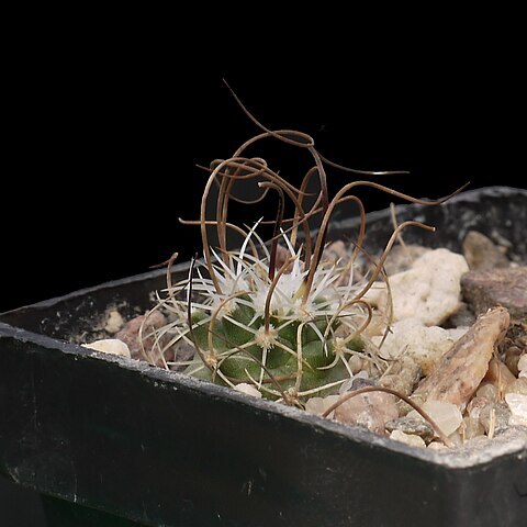 Turbinicarpus graminispinus unspecified picture