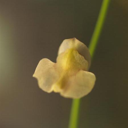 Utricularia hispida unspecified picture