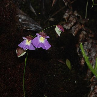 Utricularia unifolia unspecified picture