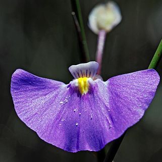 Utricularia volubilis unspecified picture