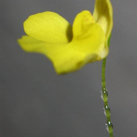 Utricularia flaccida unspecified picture