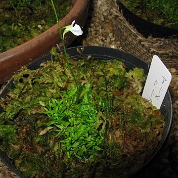 Utricularia reticulata unspecified picture