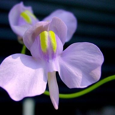 Utricularia nelumbifolia unspecified picture