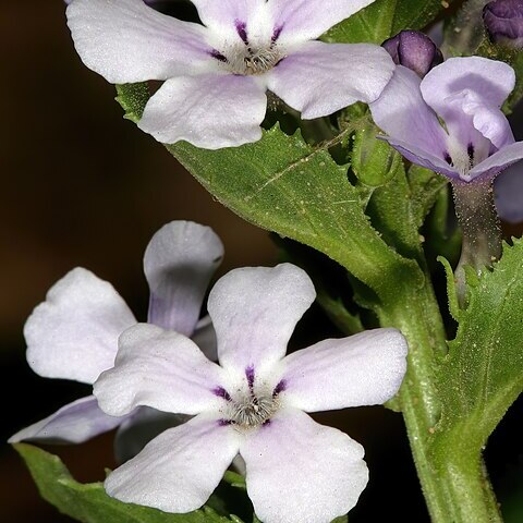 Teedia lucida unspecified picture