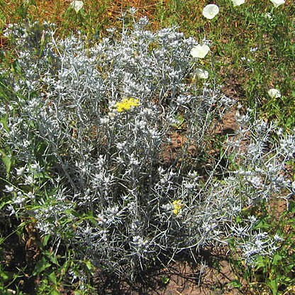 Tetradymia comosa unspecified picture