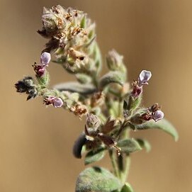 Teucrium andrusi unspecified picture