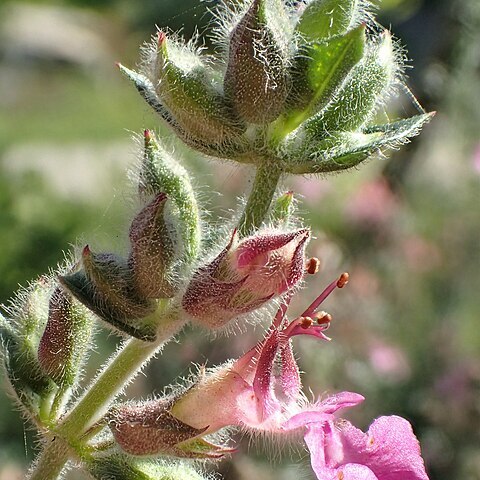 Teucrium massiliense unspecified picture