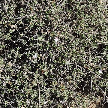 Teucrium brevifolium unspecified picture