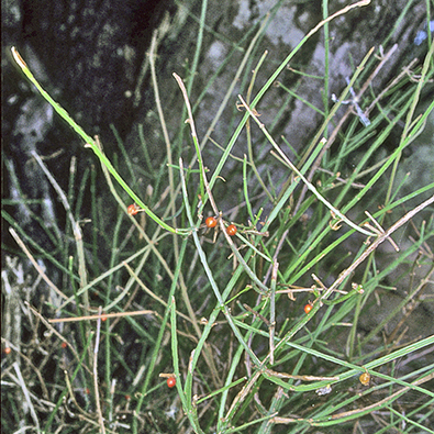 Teucrium junceum unspecified picture