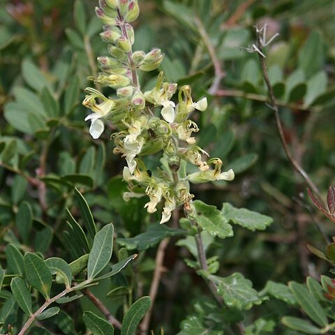 Teucrium flavum subsp. glaucum unspecified picture