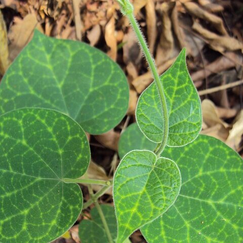 Telosma pallida unspecified picture