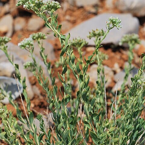 Telephium unspecified picture