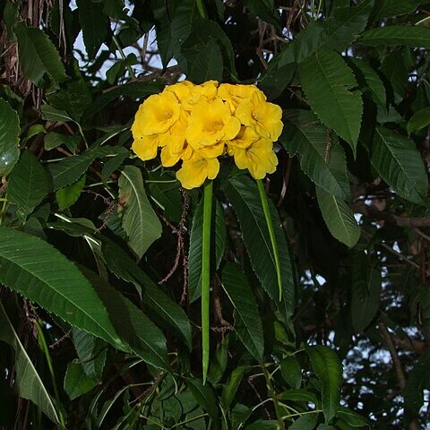 Tecoma castanifolia unspecified picture