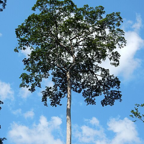 Terminalia superba unspecified picture