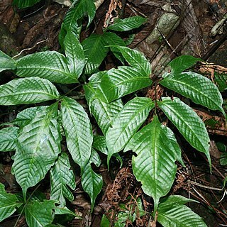 Tectaria quinquefida unspecified picture