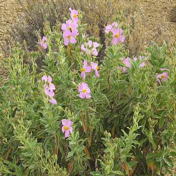 Cistus osbeckiifolius unspecified picture