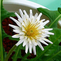 Taraxacum albidum unspecified picture