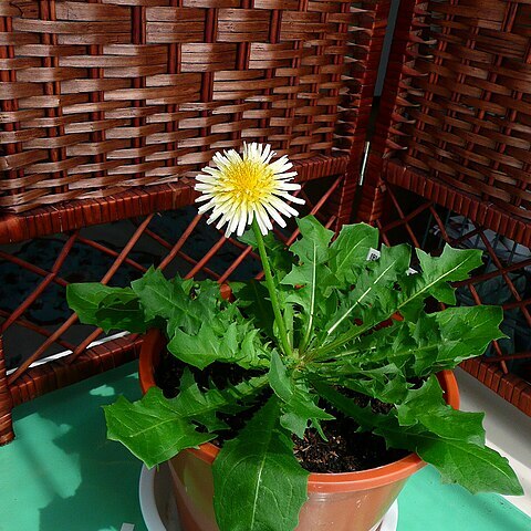 Taraxacum denudatum unspecified picture