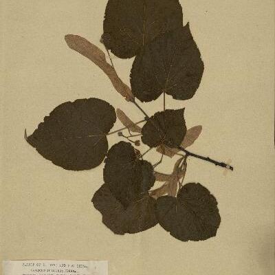 Tilia chinensis unspecified picture