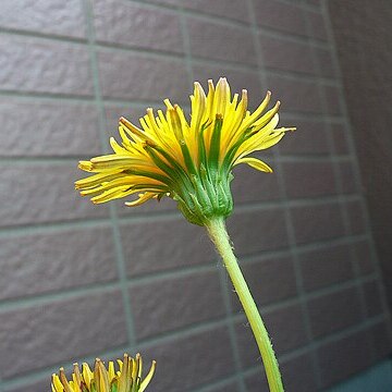 Taraxacum japonicum unspecified picture