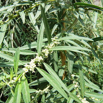 Aloysia polystachya unspecified picture