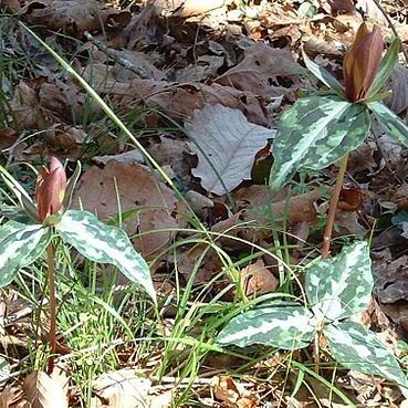 Trillium decipiens unspecified picture