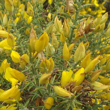 Ulex australis unspecified picture