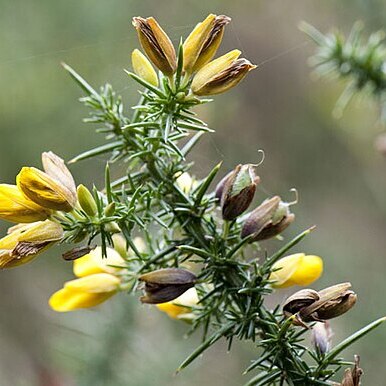 Ulex cantabricus unspecified picture