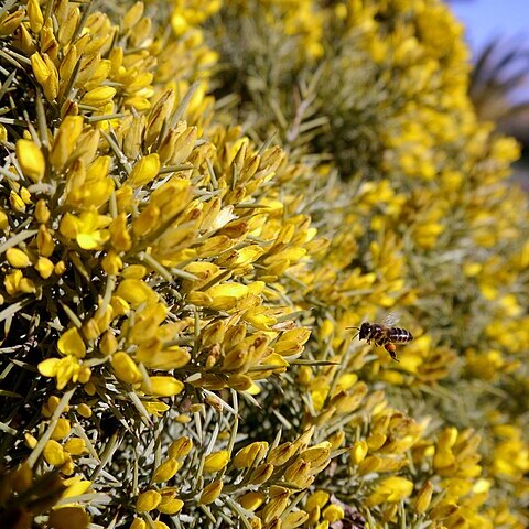 Ulex canescens unspecified picture