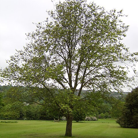 Ulmus wallichiana unspecified picture