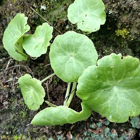 Umbilicus schmidtii unspecified picture