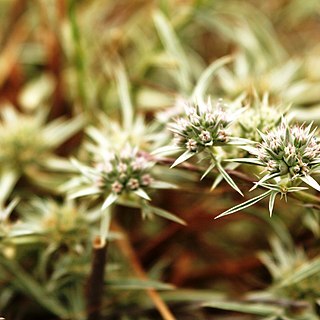 Eryngium pendletonense unspecified picture