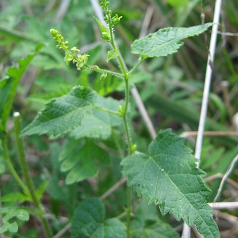 Tragia cordata unspecified picture