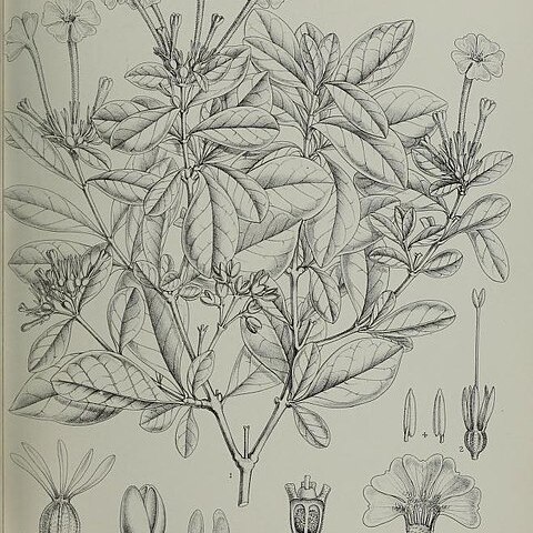 Tamridaea capsulifera unspecified picture