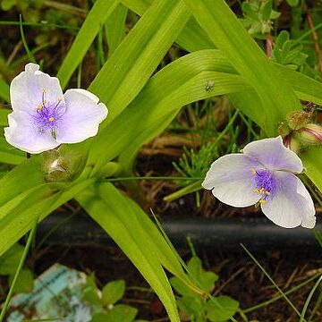 Tradescantia x andersoniana unspecified picture