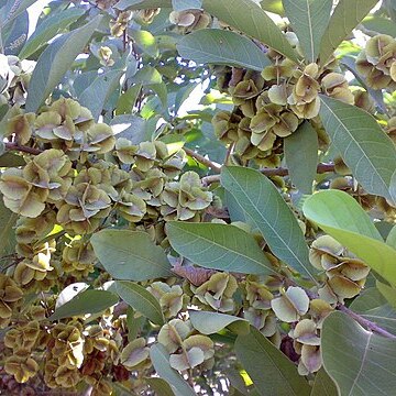 Combretum quadrangulare unspecified picture