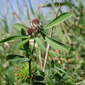 Trifolium bocconei unspecified picture